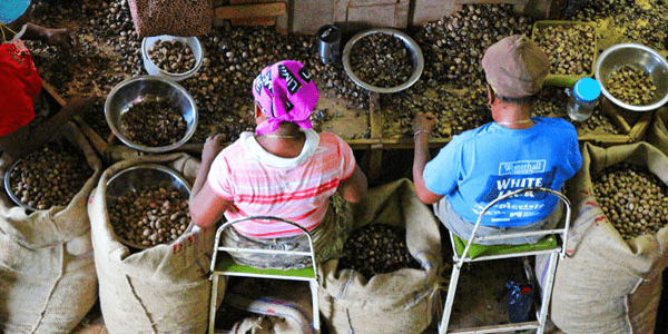 Nutmeg Processing Station in Grenada